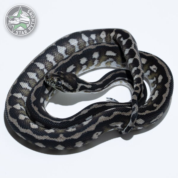 This beautiful female Axanthic dblhet Albino Granite carpet python with id 24-028 is for sale.