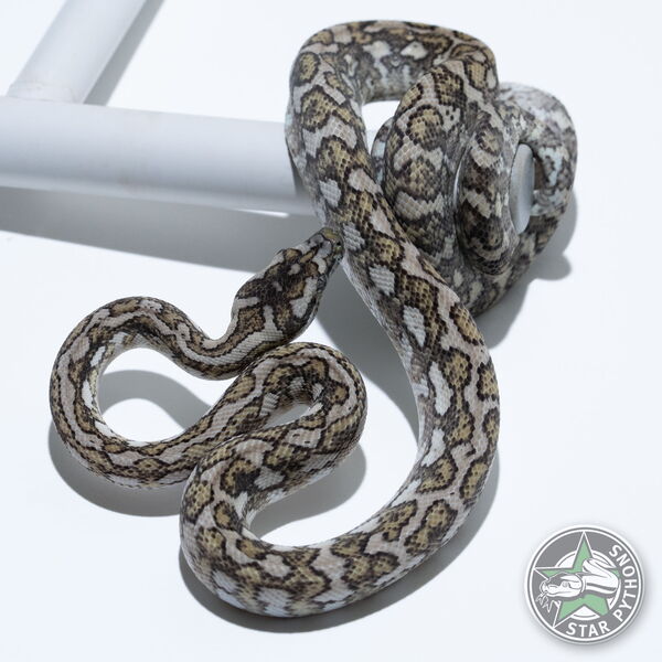 This beautiful female Ghost carpet python with id 24-484 is for sale.
