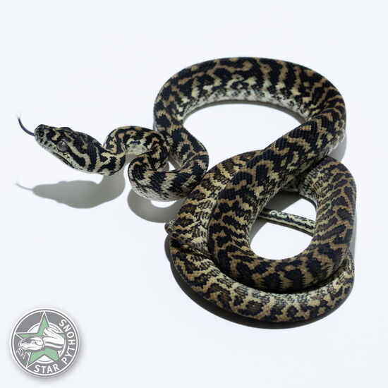 This beautiful female Zebra het Albino carpet python with id 25-014 is for sale.