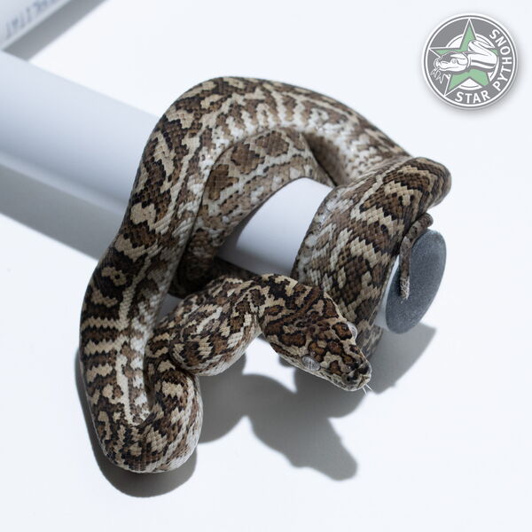 이 아름다운 (Caramel Zebra (male)) 카펫비단뱀(ID: 25-042)이 판매 중입니다.