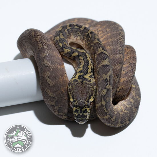 This beautiful male Granite het Albino carpet python with id 25-093 is for sale.