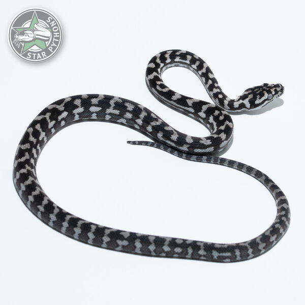 Dieses schöne Axanthic Teppichpython (männlich) mit der ID 25-540 ist zu verkaufen.