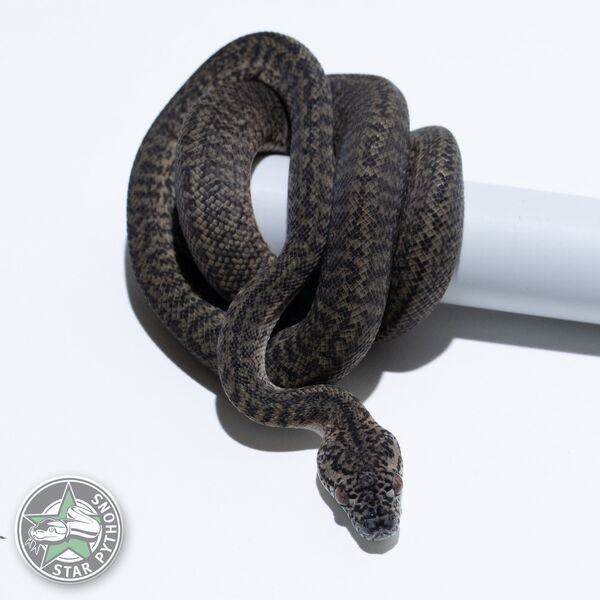 This beautiful female Granite het Axanthic (pure IJ) carpet python with id 26-001 is for sale.