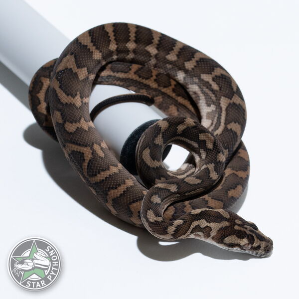 이 아름다운 (tplhet Snow Granite (female)) 카펫비단뱀(ID: 26-057)이 판매 중입니다.