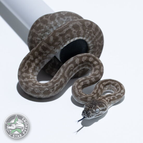 This beautiful male Ghost Zebra carpet python with id 26-387 is for sale.