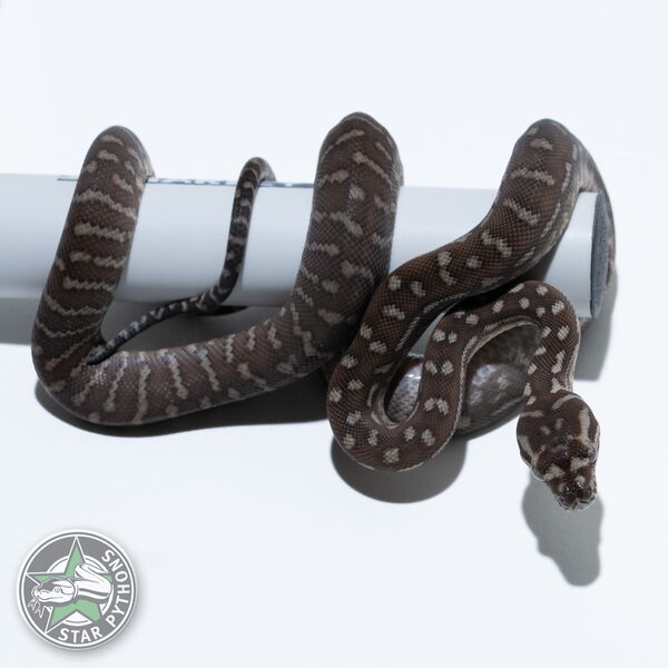 이 아름다운 (Bredli (Male)) 카펫비단뱀(ID: 26-557)이 판매 중입니다.