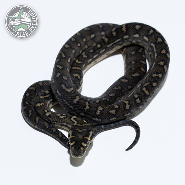 This beautiful male Diamond (RPD line) carpet python with id 26-595 is for sale.