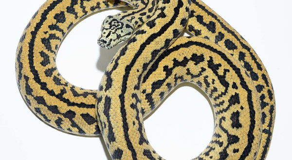 Zebra Jaguar Teppichpython (Morelia spilota) – Jungle × Coastal Designer-Morph mit kräftiger fragmentierter Querbänderung auf leuchtendem Gelb