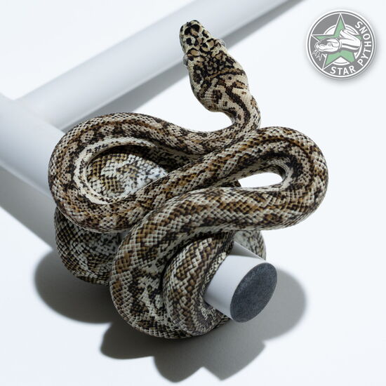 This beautiful female Hypo Zebra carpet python with id 23-486 is for sale.