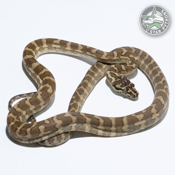 This beautiful male Hypo carpet python with id 24-097 is for sale.
