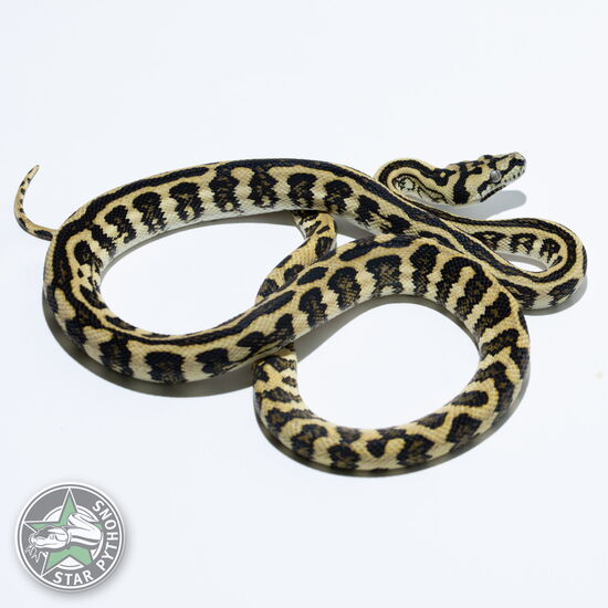 이 아름다운 (Jungle Jaguar (male)) 카펫비단뱀(ID: 24-536)이 판매 중입니다.