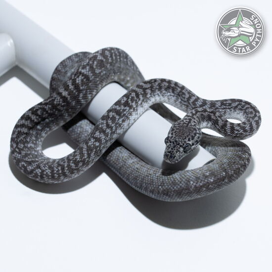 Dieses schöne Axanthic Granite Teppichpython (weiblich) mit der ID 25-032 ist zu verkaufen.