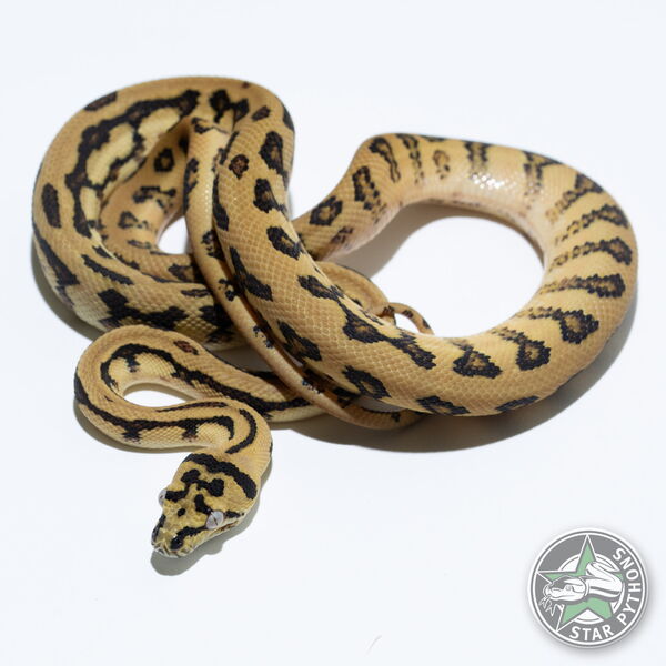 이 아름다운 (Jaguar het Albino (female)) 카펫비단뱀(ID: 25-166)이 판매 중입니다.