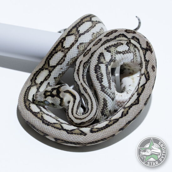 이 아름다운 (Caramel Axanthic Tiger Jaguar (pure Coastal) (female)) 카펫비단뱀(ID: 25-324)이 판매 중입니다.