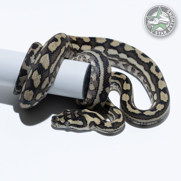 This beautiful male Coastal carpet python with id 25-425 is for sale.