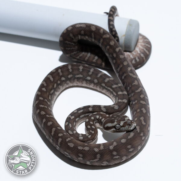 Dieses schöne Bredli Teppichpython (weiblich) mit der ID 25-663 ist zu verkaufen.