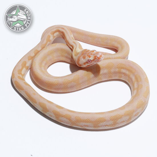This beautiful female Albino Jaguar carpet python with id 26-125 is for sale.