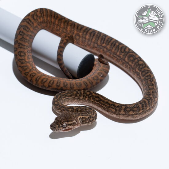 Dieses schöne Zebra het Albino Teppichpython (weiblich) mit der ID 26-199 ist zu verkaufen.