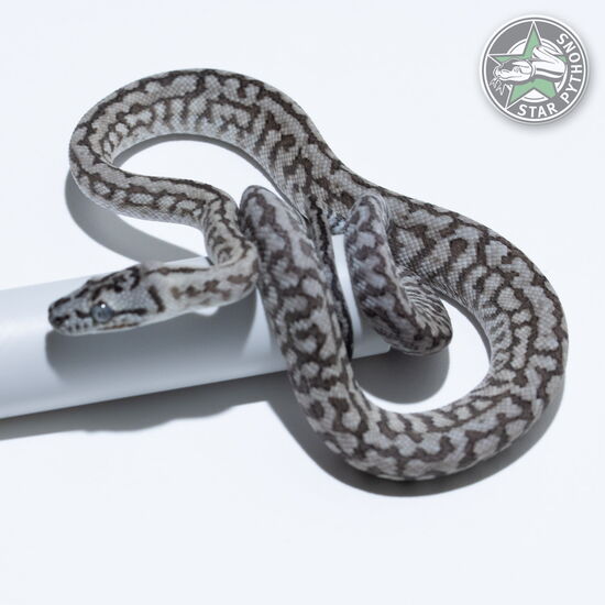 Dieses schöne Caramel Axanthic Zebra Jaguar Teppichpython (männlich) mit der ID 26-259 ist zu verkaufen.