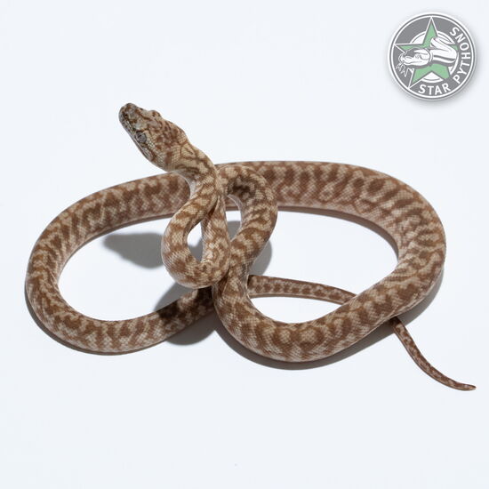 This beautiful female Caramel Zebra Jaguar carpet python with id 26-466 is for sale.