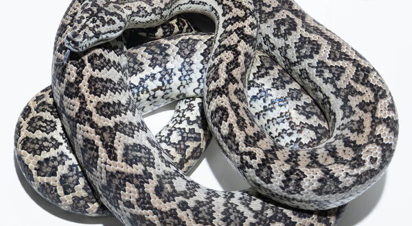 Ghost Zebra Teppichpython (Morelia spilota) – Hypo-Axanthic-Zebra-Kombination mit kühler grauer Bänderung und entsättigten Farbtönen