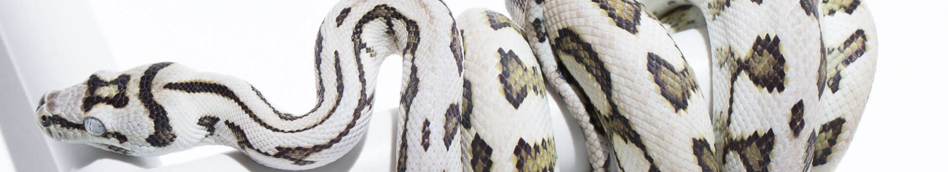 Carpet Pythons for sale