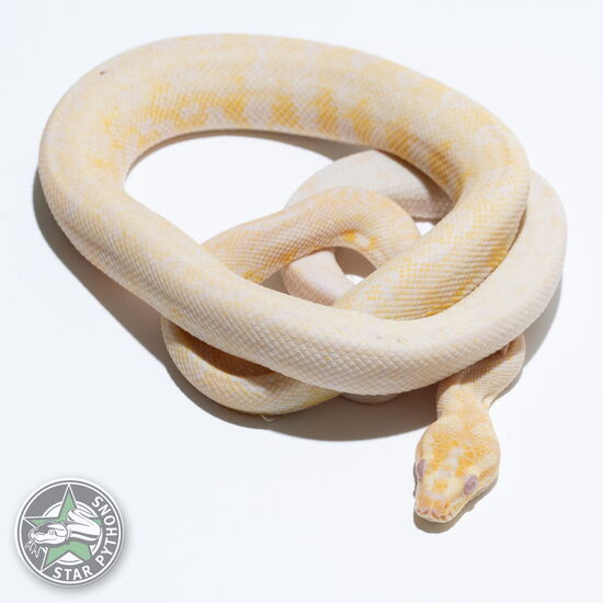 This beautiful female Albino dblhet Axanthic Granite carpet python with id 24-243 is for sale.
