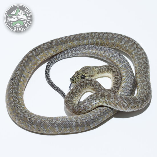 This beautiful female Granite carpet python with id 24-256 is for sale.