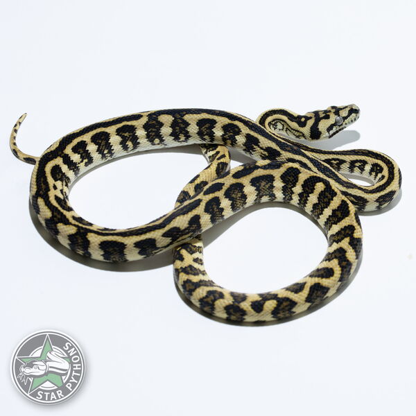 이 아름다운 (Jungle Jaguar (male)) 카펫비단뱀(ID: 24-536)이 판매 중입니다.
