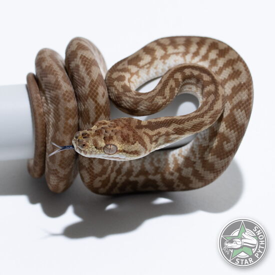 이 아름다운 (Hypo Caramel Zebra het Axanthic (female)) 카펫비단뱀(ID: 24-861)이 판매 중입니다.