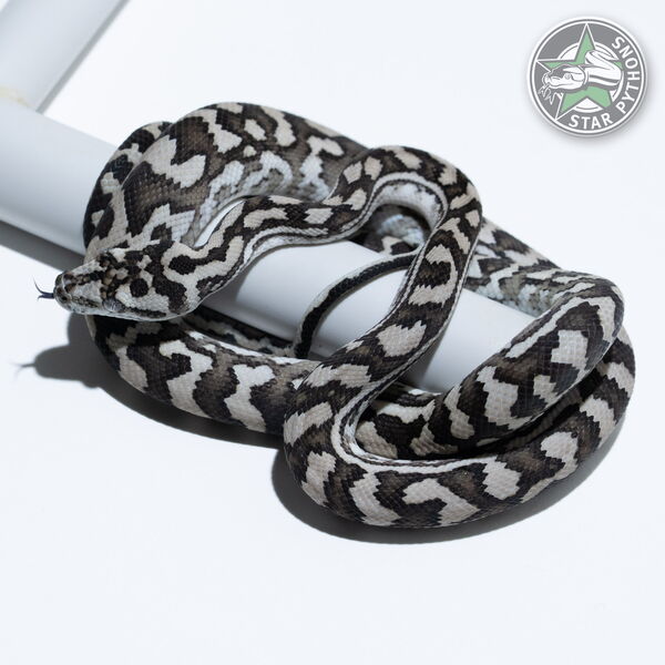 This beautiful female Axanthic carpet python with id 25-317 is for sale.