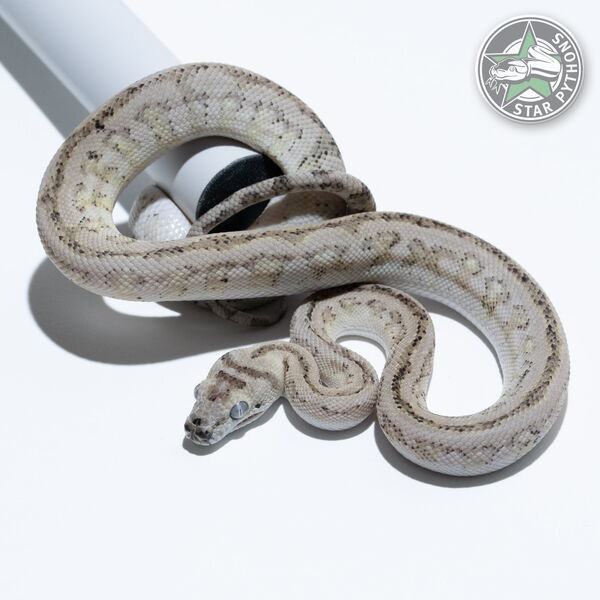 This beautiful male Ghost Jaguar (Paradox) carpet python with id 25-380 is for sale.