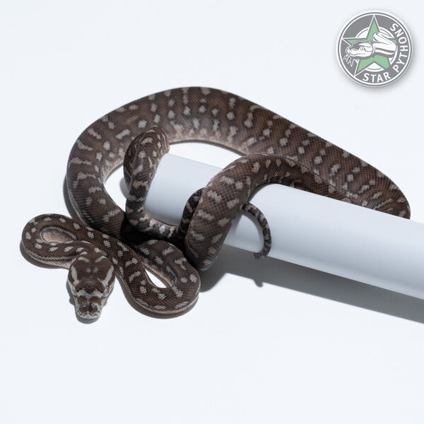 Dieses schöne Bredli Teppichpython (männlich) mit der ID 25-653 ist zu verkaufen.