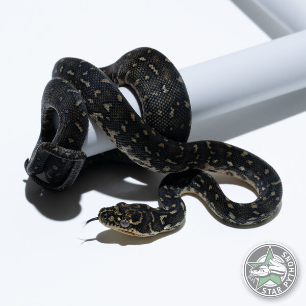 This beautiful female Diamond carpet python with id 25-718 is for sale.