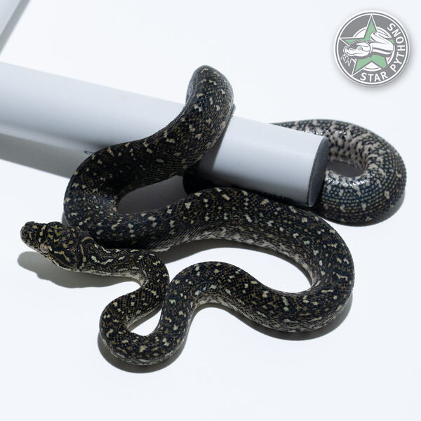 Dieses schöne Diamond Teppichpython (weiblich) mit der ID 25-765 ist zu verkaufen.
