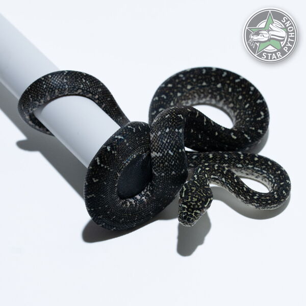 Dieses schöne Diamond Teppichpython (weiblich) mit der ID 25-766 ist zu verkaufen.
