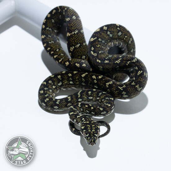 This beautiful male Diamond carpet python with id 25-794 is for sale.