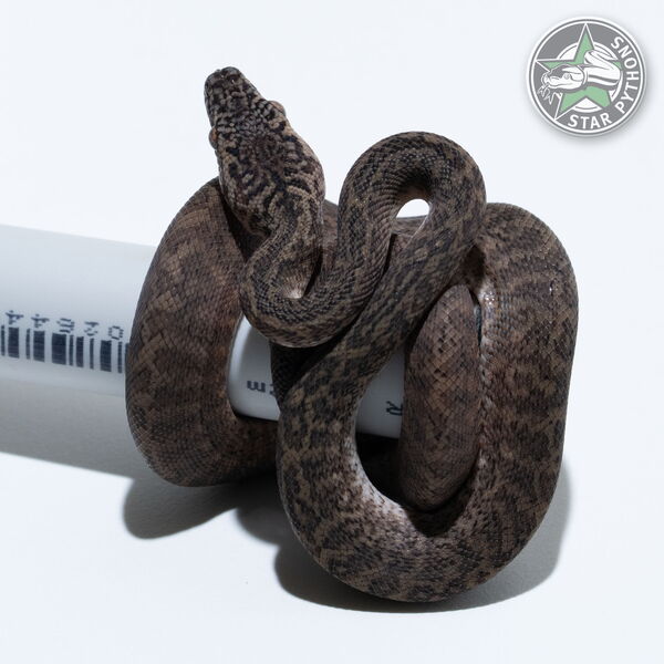 이 아름다운 (Granite het Axanthic (pure IJ) (male)) 카펫비단뱀(ID: 26-017)이 판매 중입니다.