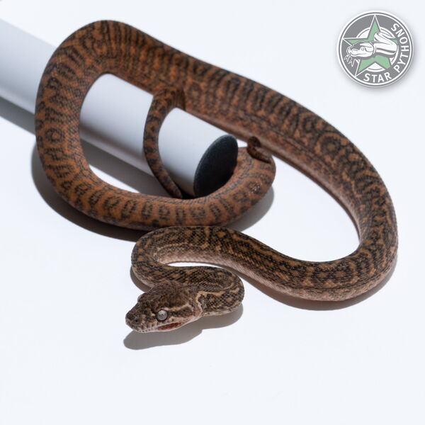 이 아름다운 (Zebra het Albino (female)) 카펫비단뱀(ID: 26-199)이 판매 중입니다.