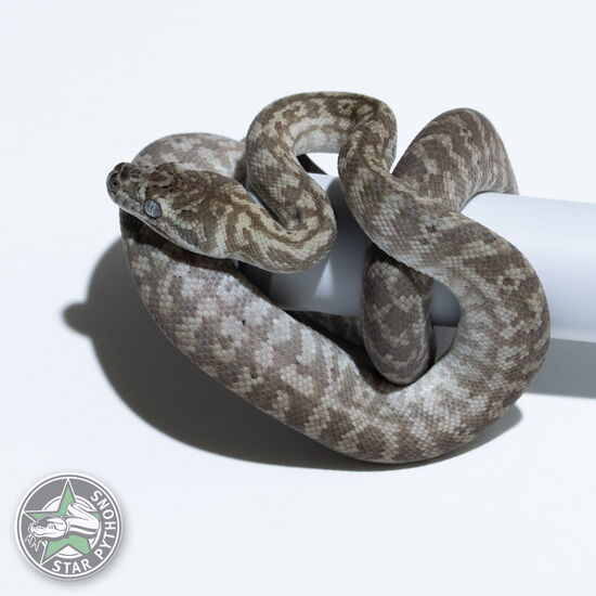 This beautiful female Caramel Axanthic Zebra carpet python with id 26-516 is for sale.