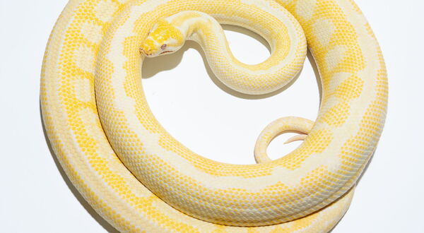 Albino Teppichpython (Morelia spilota) – amelanistischer Morph mit warmgelbem und weißem Muster