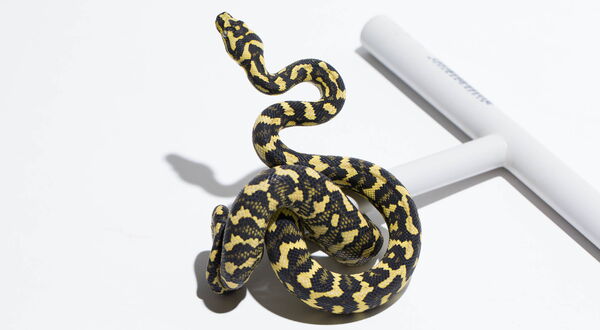 German Bloodline Jungle Carpet Python (Morelia spilota cheynei) – StarPythons