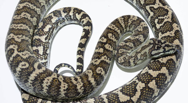 Caramel Teppichpython (Morelia spilota mcdowelli) – intermediär vererbende Mutation mit warmen Karamell- und Brauntönen | StarPythons