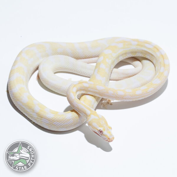 This beautiful female Snow carpet python with id 23-777 is for sale.