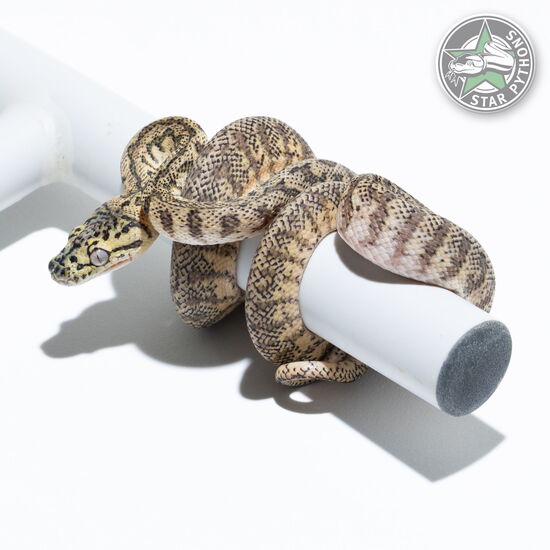 This beautiful male Granite Jaguar het Albino carpet python with id 24-137 is for sale.