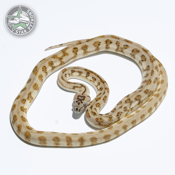 This beautiful male Hypo Jaguar dblhet Axanthic Granite carpet python with id 24-452 is for sale.