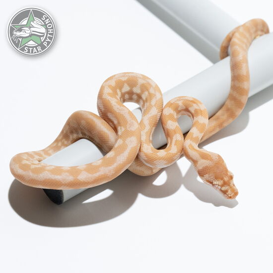 This beautiful female Sunglow het Axanthic carpet python with id 24-479 is for sale.