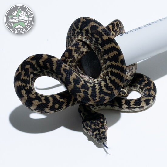 This beautiful male Zebra het Albino carpet python with id 25-015 is for sale.