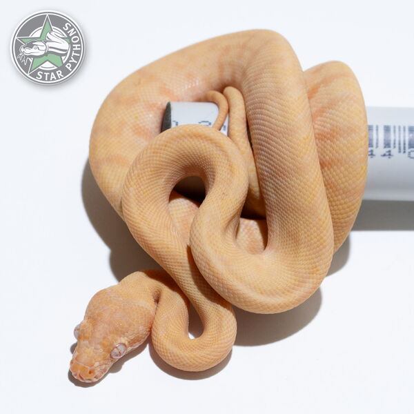 This beautiful female Albino carpet python with id 25-208 is for sale.