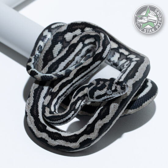 Dieses schöne Axanthic Tiger (pure Coastal) Teppichpython (männlich) mit der ID 25-331 ist zu verkaufen.